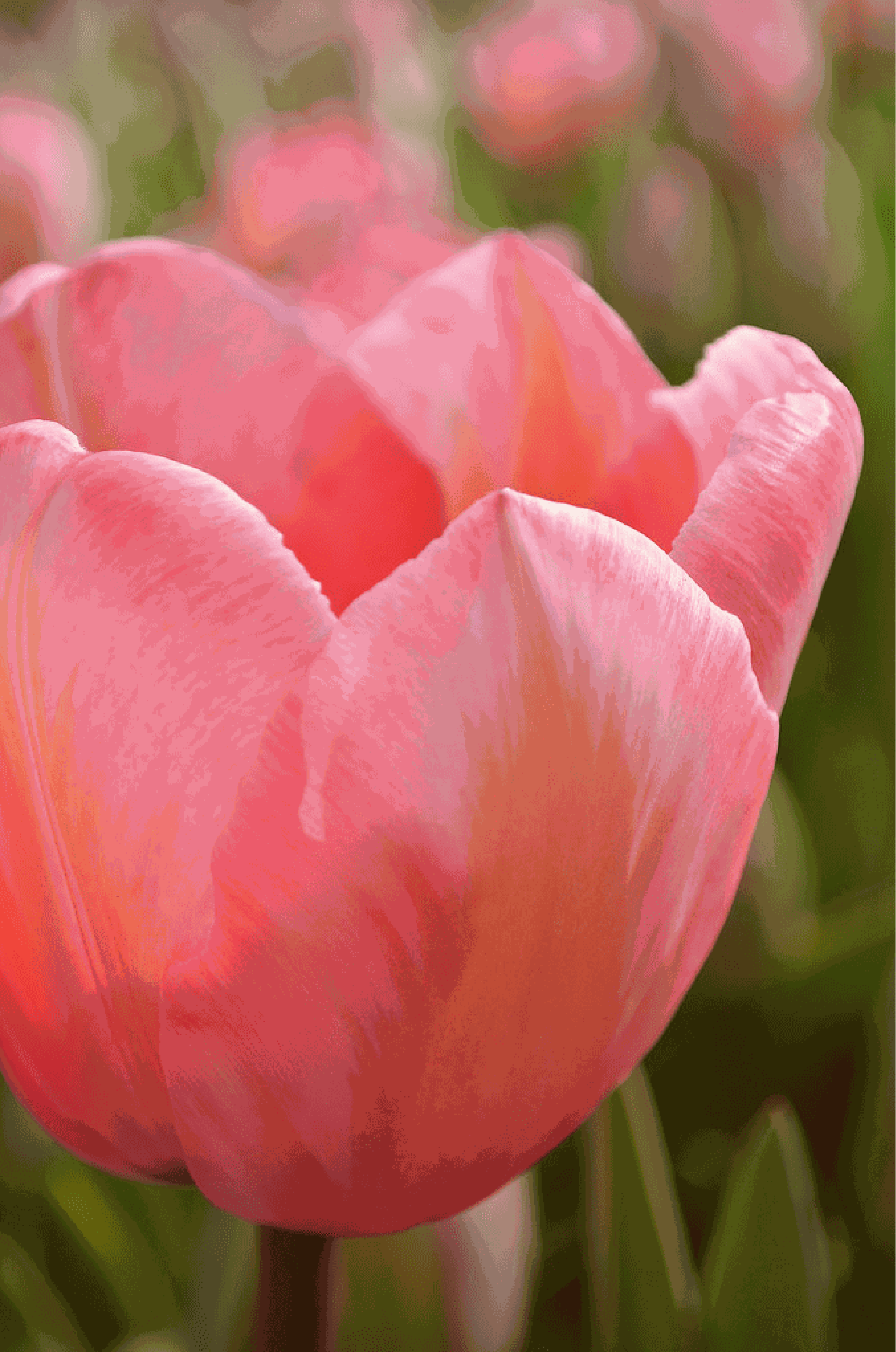 Tulpe 'Apricot Impression'